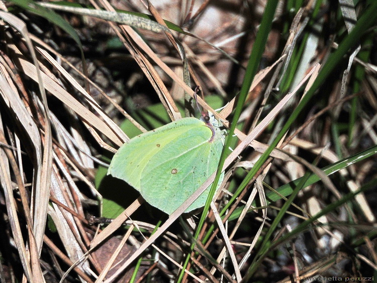 Cedronella - Gonepteryx rhamni